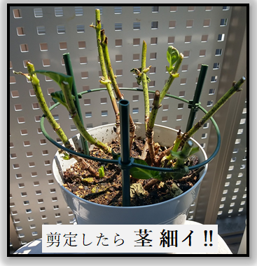 【 茎細し！ 紫陽花 初 剪定 ✂】